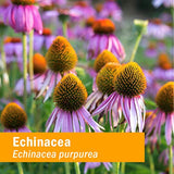 Herb Pharm Kids Certified-Organic Alcohol-Free Echinacea Glycerite Liquid Extract, 1 Ounce