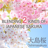 【Direct from Japan】Yamasan Sakura Latte Powder - Japanese Cherry Blossom Instant Latte, 100g