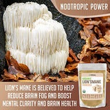XPRS Nutra Organic Lion's Mane Powder - Premium Lions Mane Powder for Mental Clarity, Memory, Focus, and Digestive Health - Vegan Friendly Lions Mane Mushroom (4 oz)